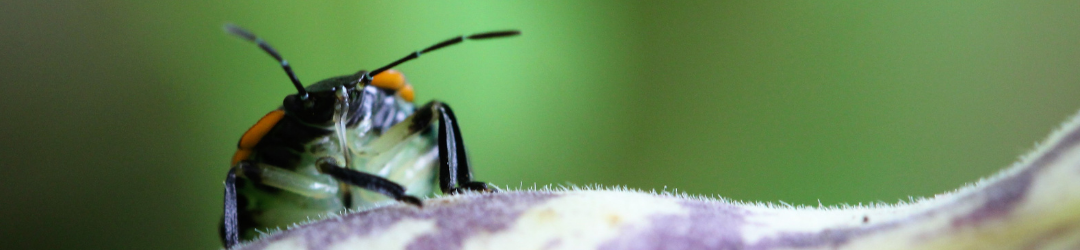 Webinar Postponed - Biocontrol in Natural Farming with Chris Trump