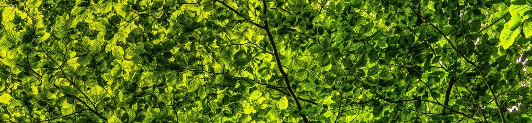 Biomimicry - Learning from Nature