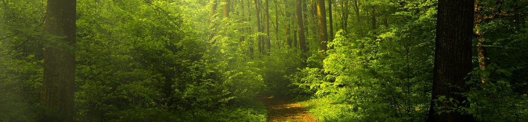 Reversing drought and preventing flood and fire by changing our relationship with nature